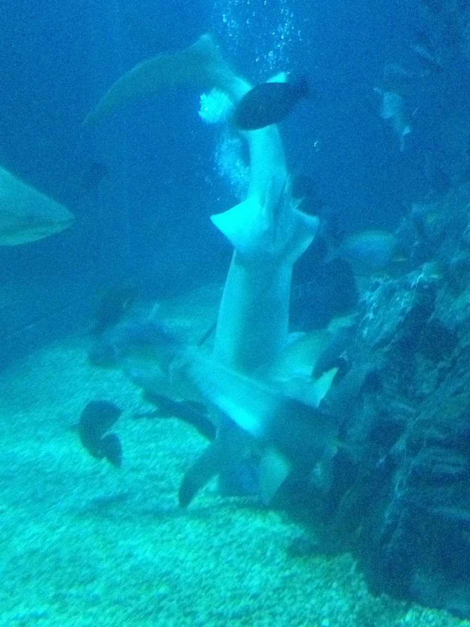 кормление акул в океанариуме
