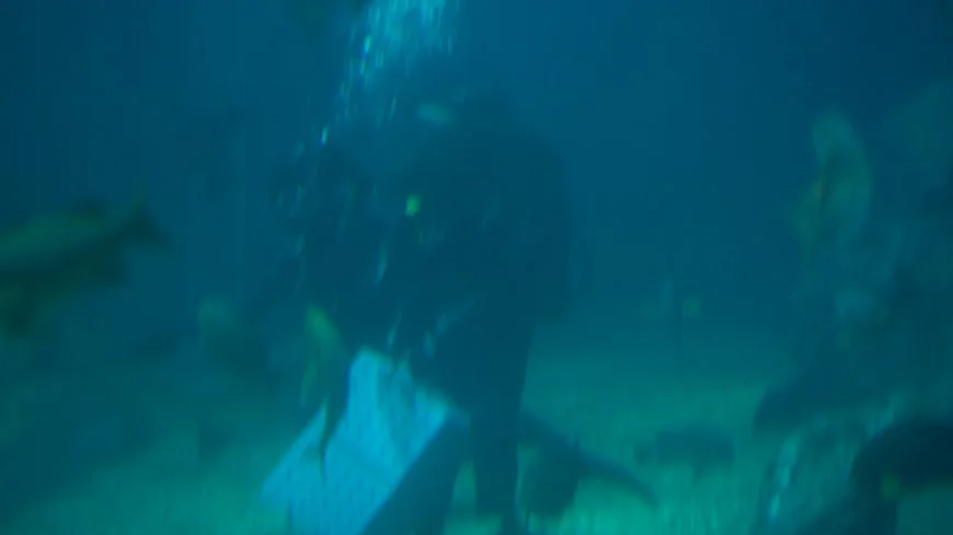 кормление акул часы в океанариуме