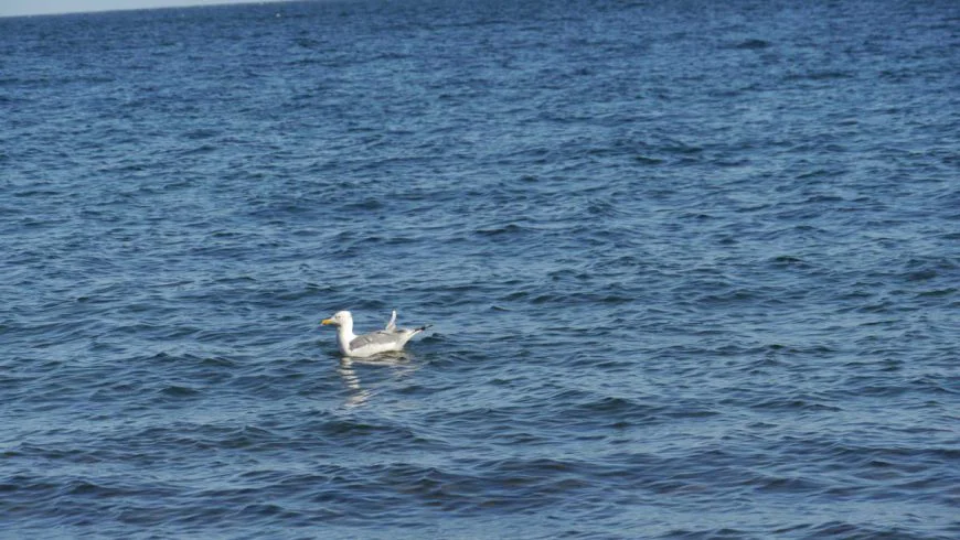 чайка на Байкале