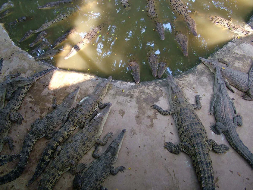 крокодиловая ферма в Таиланде фото шоу крокодилов