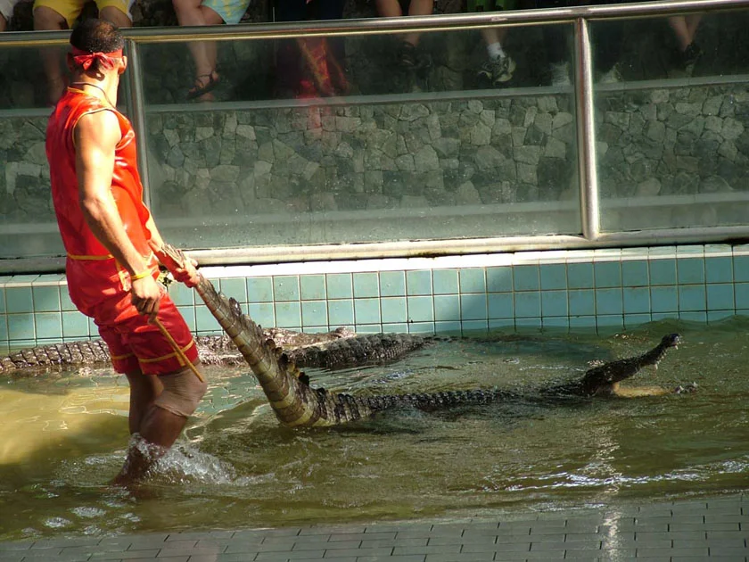 крокодиловая ферма в Таиланде фото шоу крокодилов