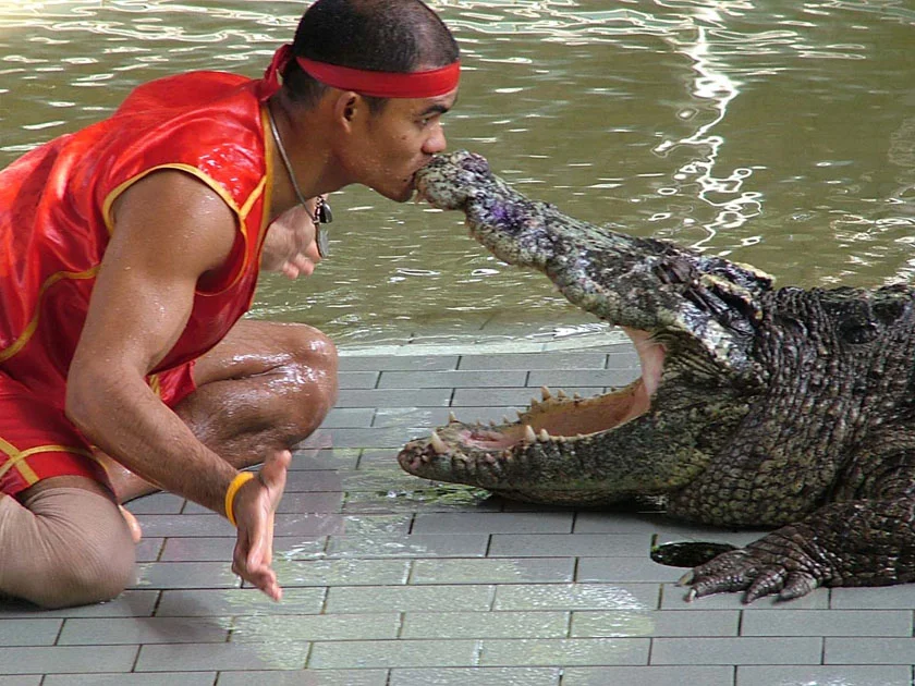 крокодиловая ферма в Таиланде фото шоу крокодилов Паттайя лучшие экскурсии