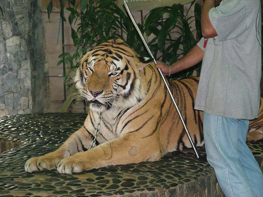 Тигриный зоопарк Шрирача описание экскурсии в Паттайе Таиланде цены 2017 2018