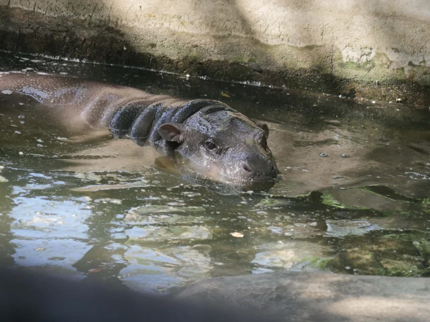 mini hippo Moo Deng Thailand foto video